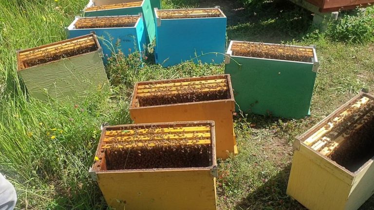 Crea un'apicoltura di successo: il momento giusto per avviare un nucleo di api